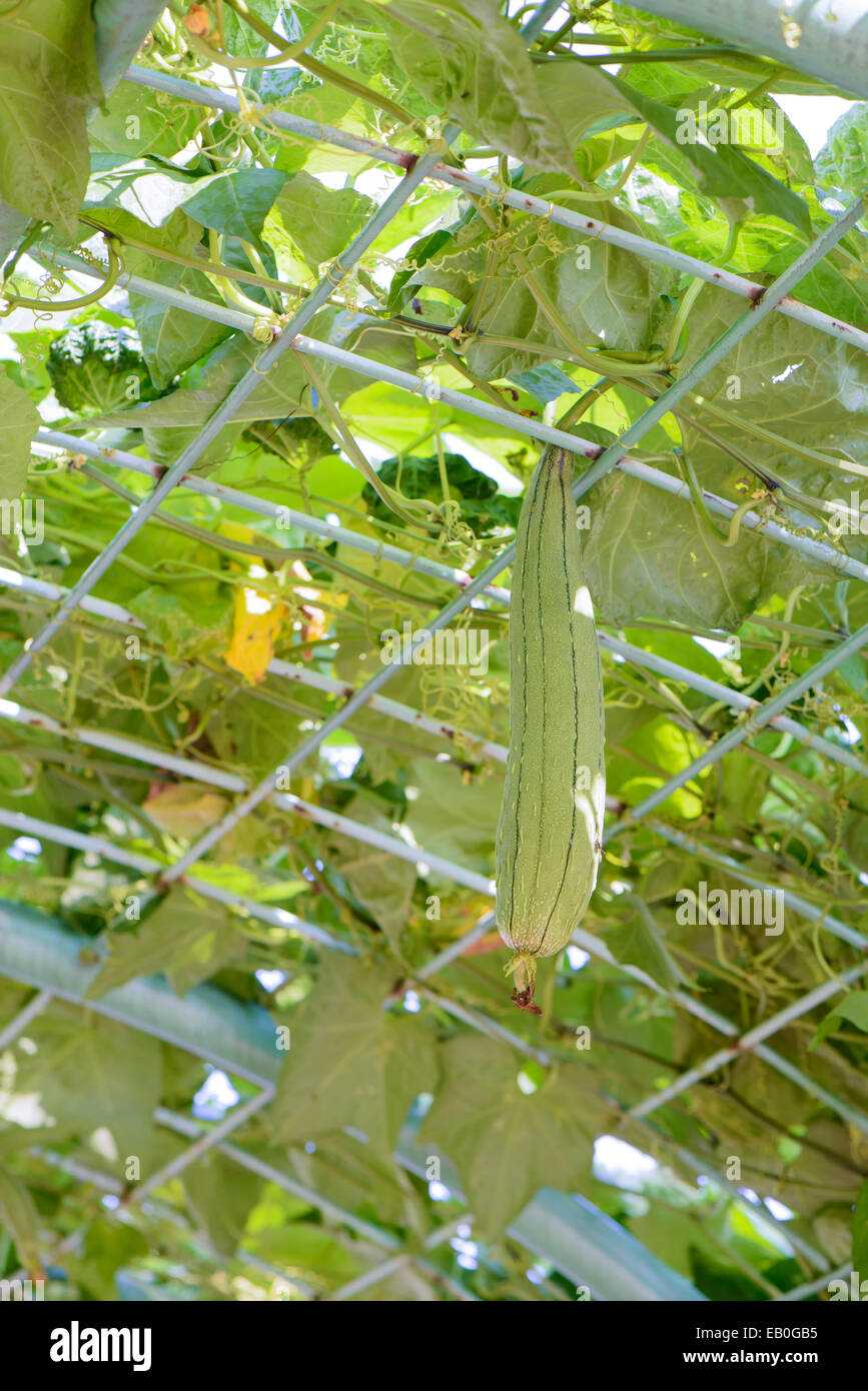 frischen Luffa Kürbis Pflanzen in einem Garten Stockfoto