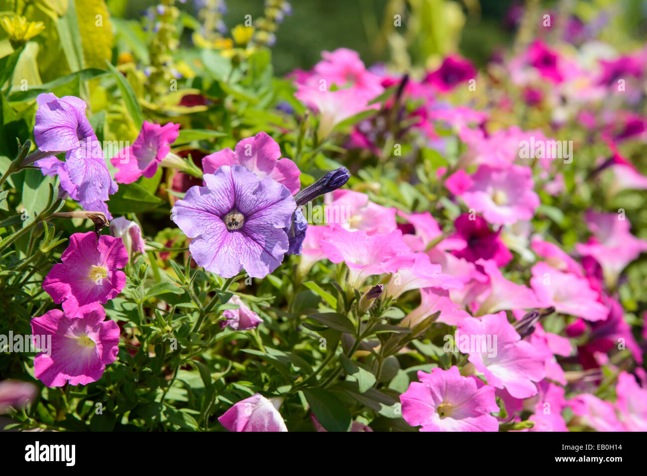 Nahaufnahme des violetten Petunien Blüten im Sommer Stockfoto