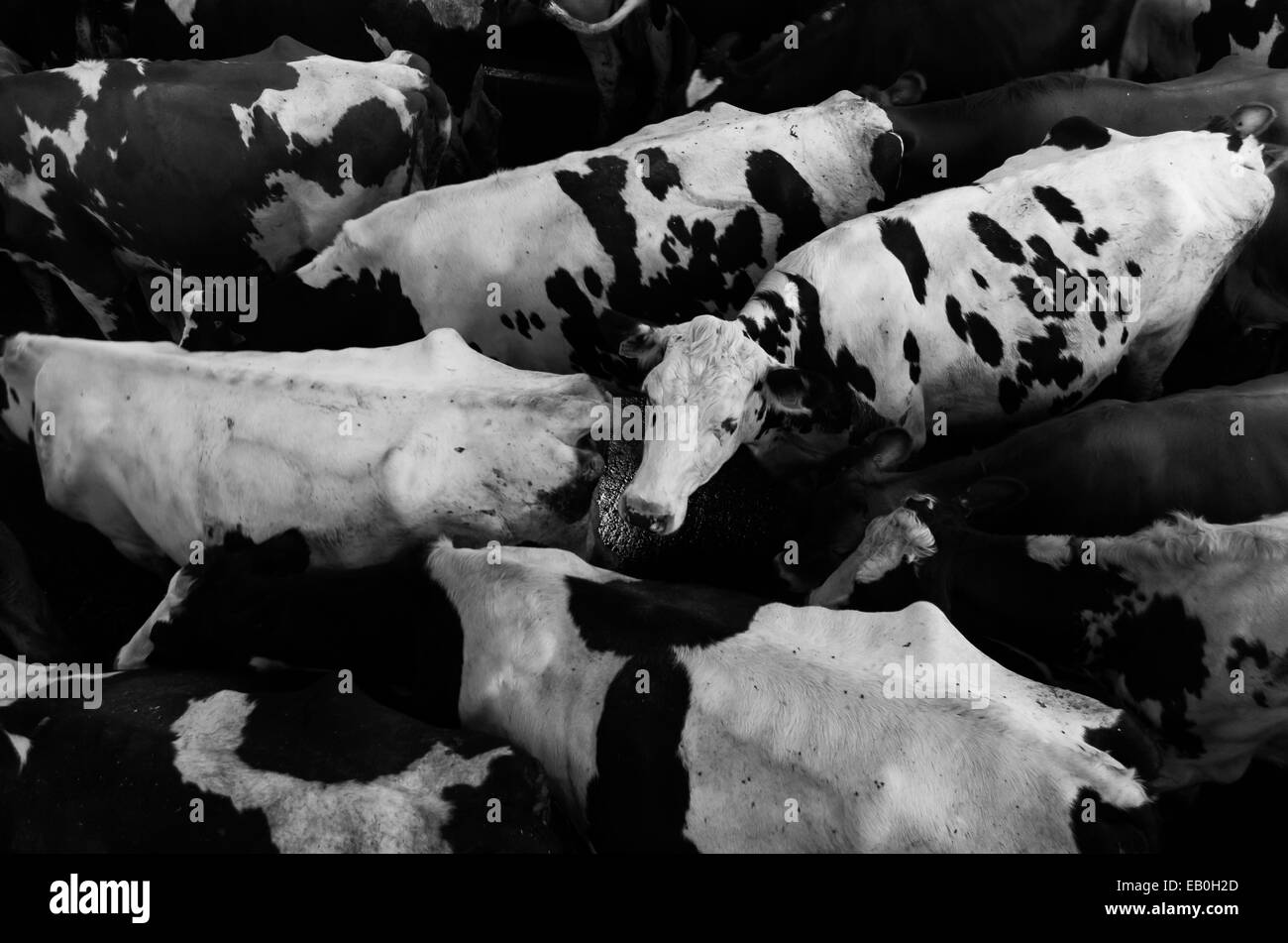 Kühe in der Warteschlange bereit, geben den Melkstand im Puxton Park in Somerset Stockfoto