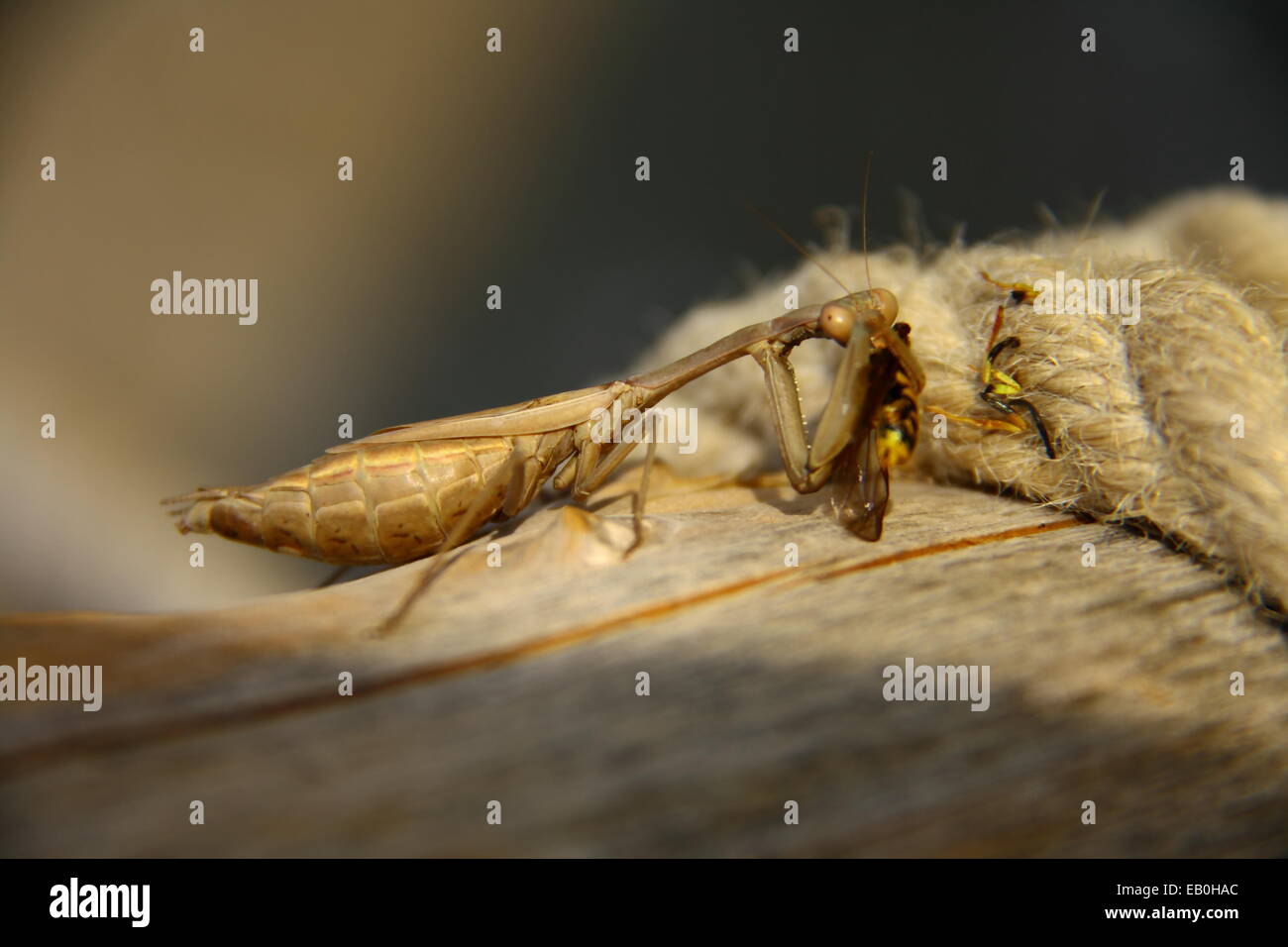 Praying Mantis Essen eine Biene in der Nähe von Seil Stockfoto