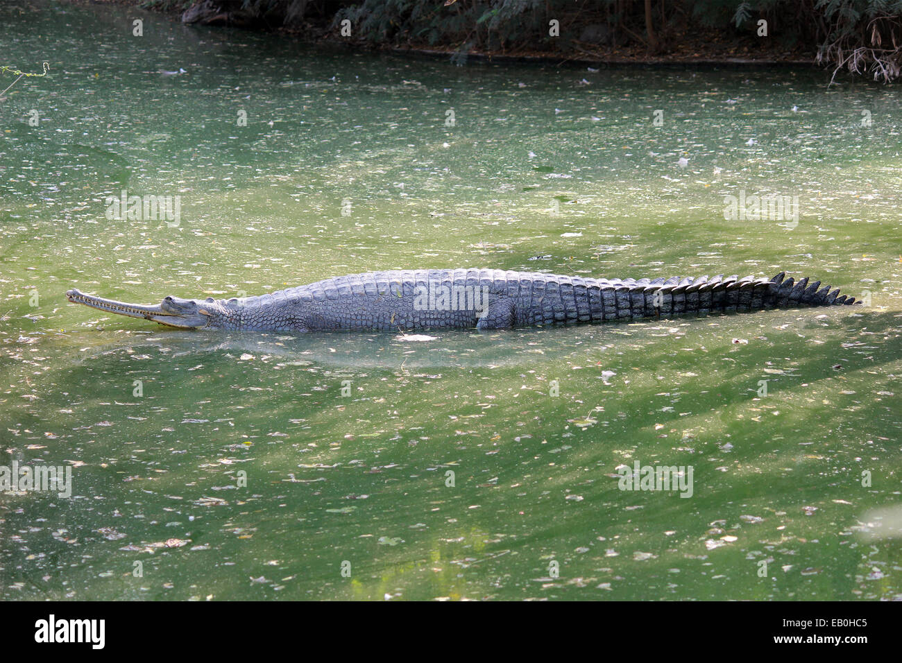 Krokodil, Gangesgavial, Gavial, Gavialis, Wasser, Fisch Esser, Heck, große Zähne in Neu Delhi, Indien. Stockfoto