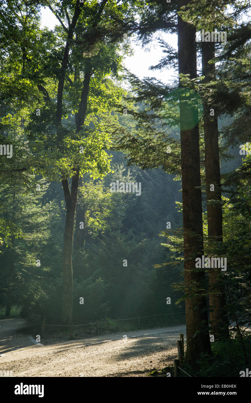 Straße in einem Wald bei strahlendem Sonnenschein Stockfoto