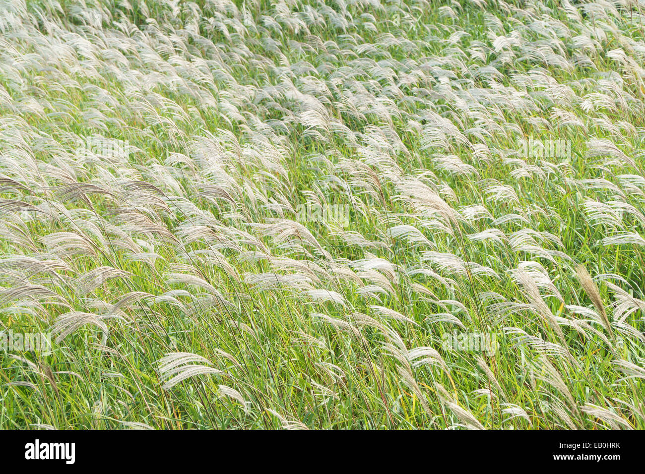 Silber Grass mit Wind in einem Feld Stockfoto