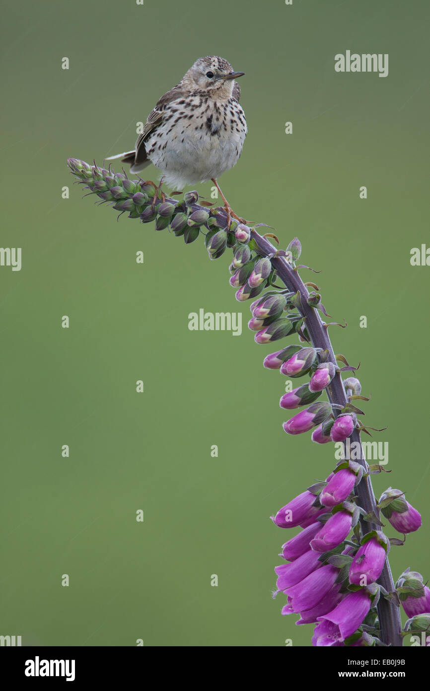 Wiese Pieper sitzt auf einem Fingerhut Stockfoto