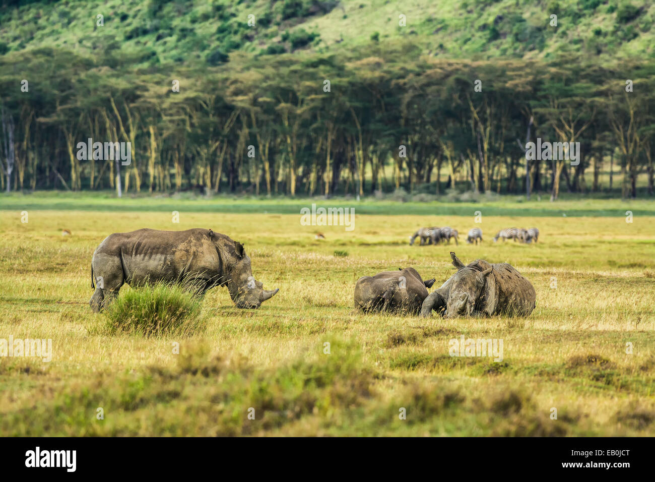 Drei weiße Rhinoceros (Ceratotherium Simum) Entspannung in Lake Nakuru National Park, Kenia Stockfoto