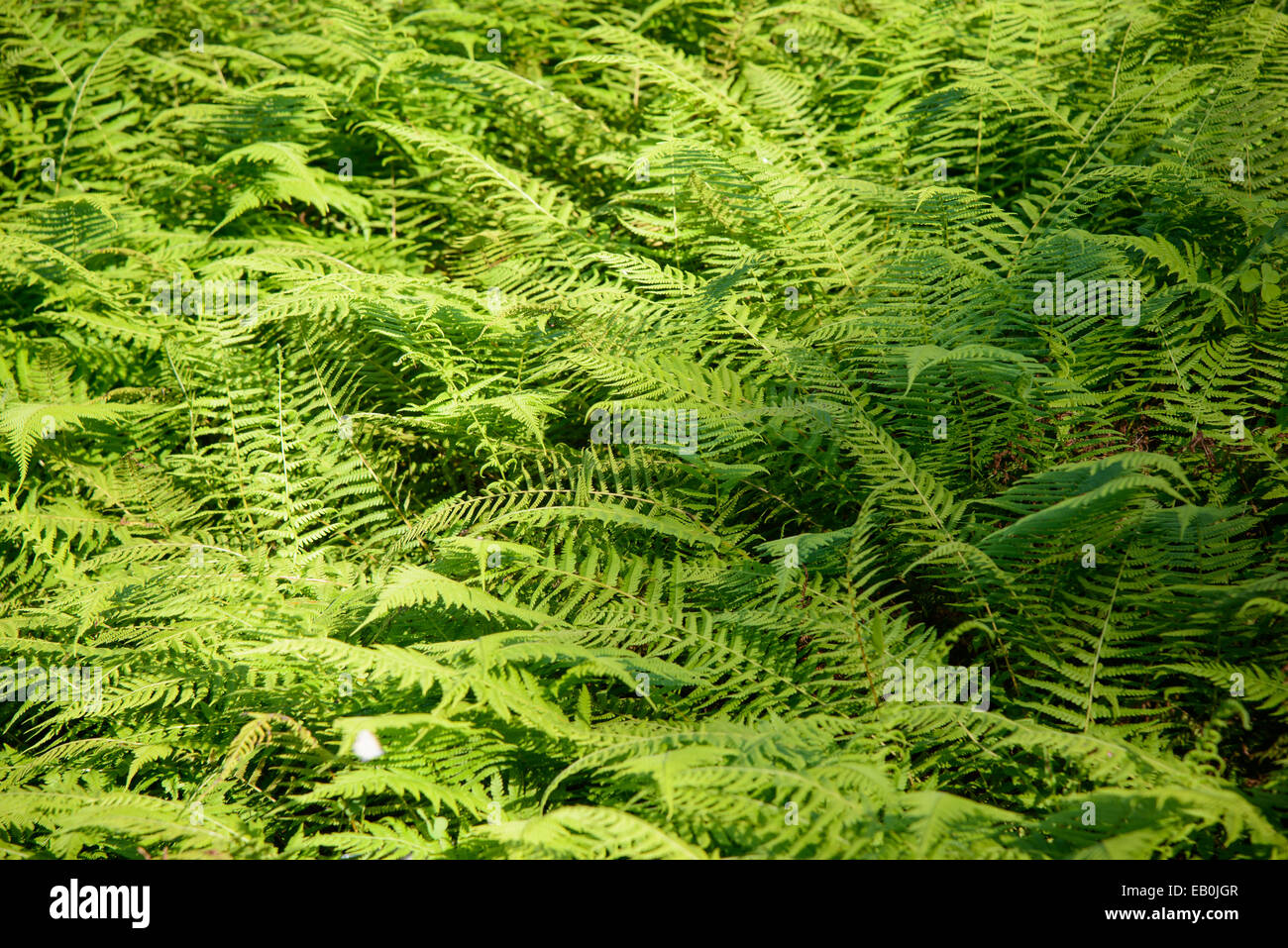 grüne Blätter, eine Art von Farnen in einem Feld mit Licht Stockfoto