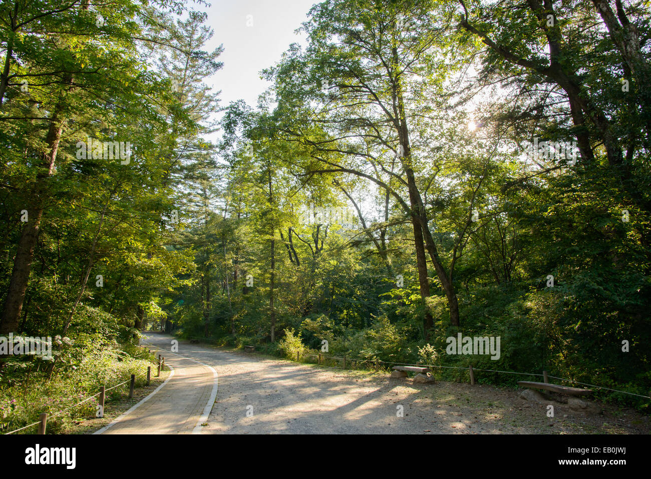 Straße in einem Wald bei strahlendem Sonnenschein Stockfoto