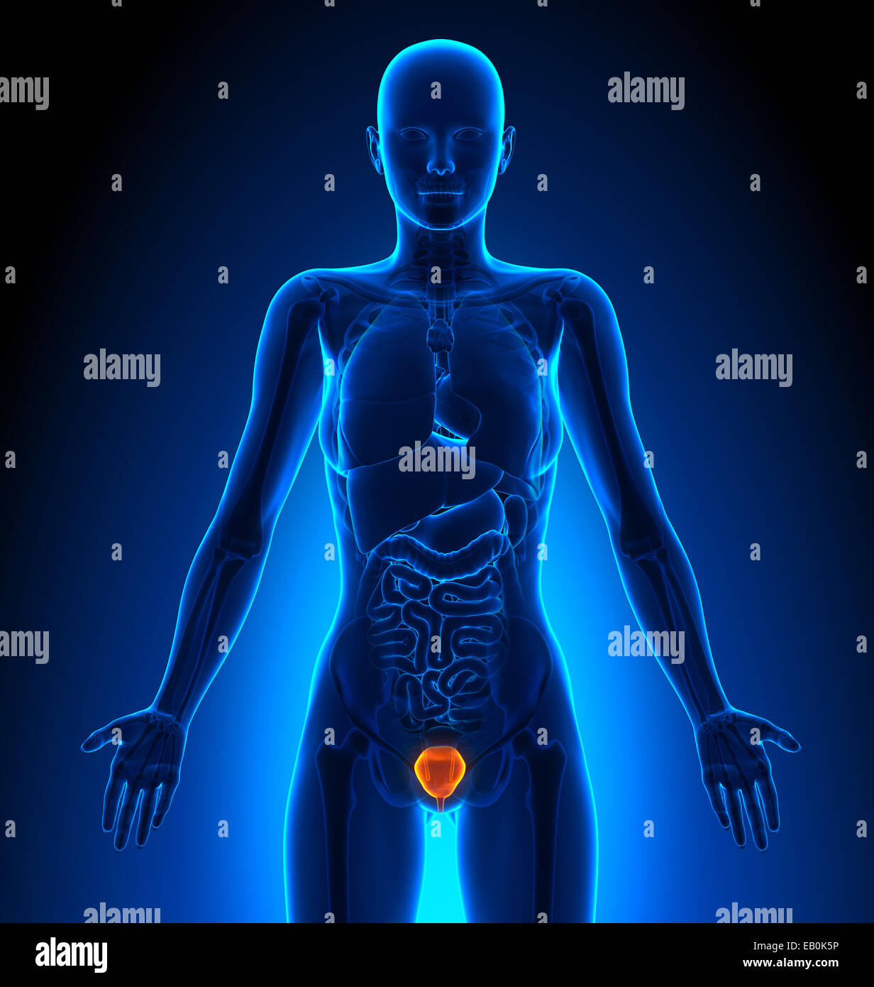 Blase - weiblichen Organe - Anatomie des Menschen Stockfoto