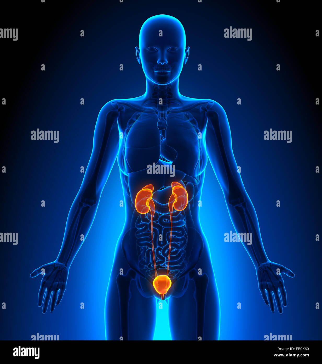 Harnwege - weiblichen Organe - Anatomie des Menschen Stockfoto