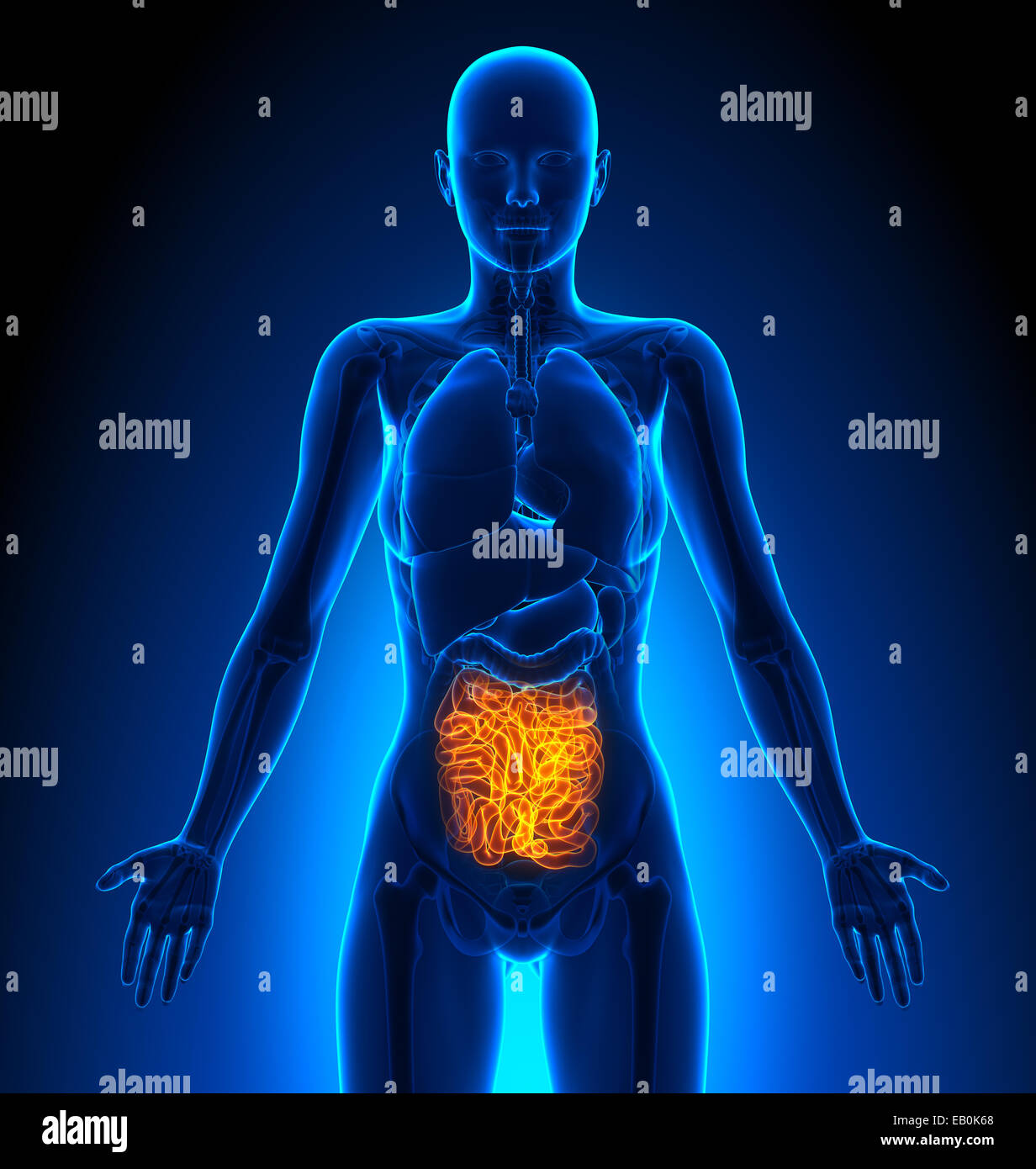 Dünndarm - weiblichen Organe - Anatomie des Menschen Stockfoto