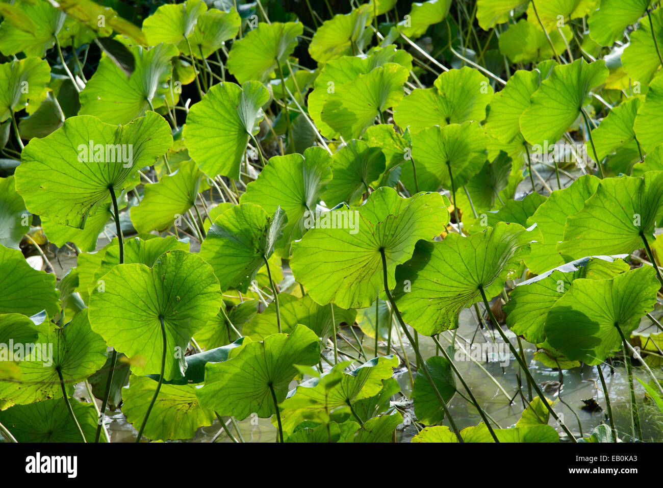 Bilder von Lotusblätter in einem Teich Stockfoto