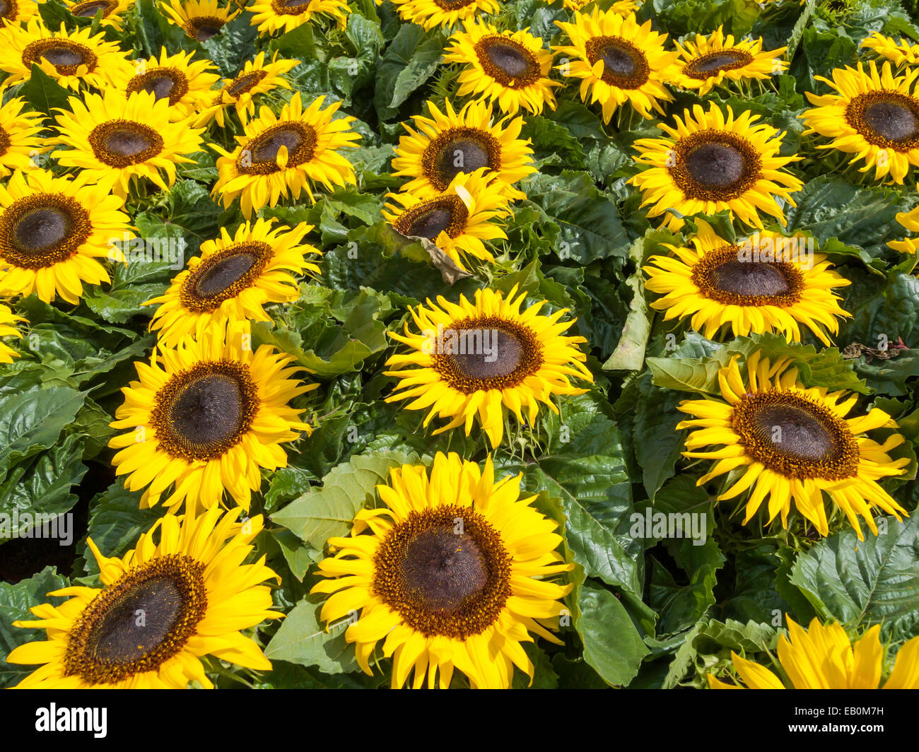 Sonnenblumen Beetpflanzen zum Verkauf an der Gateshead Flower Show 2007 Stockfoto
