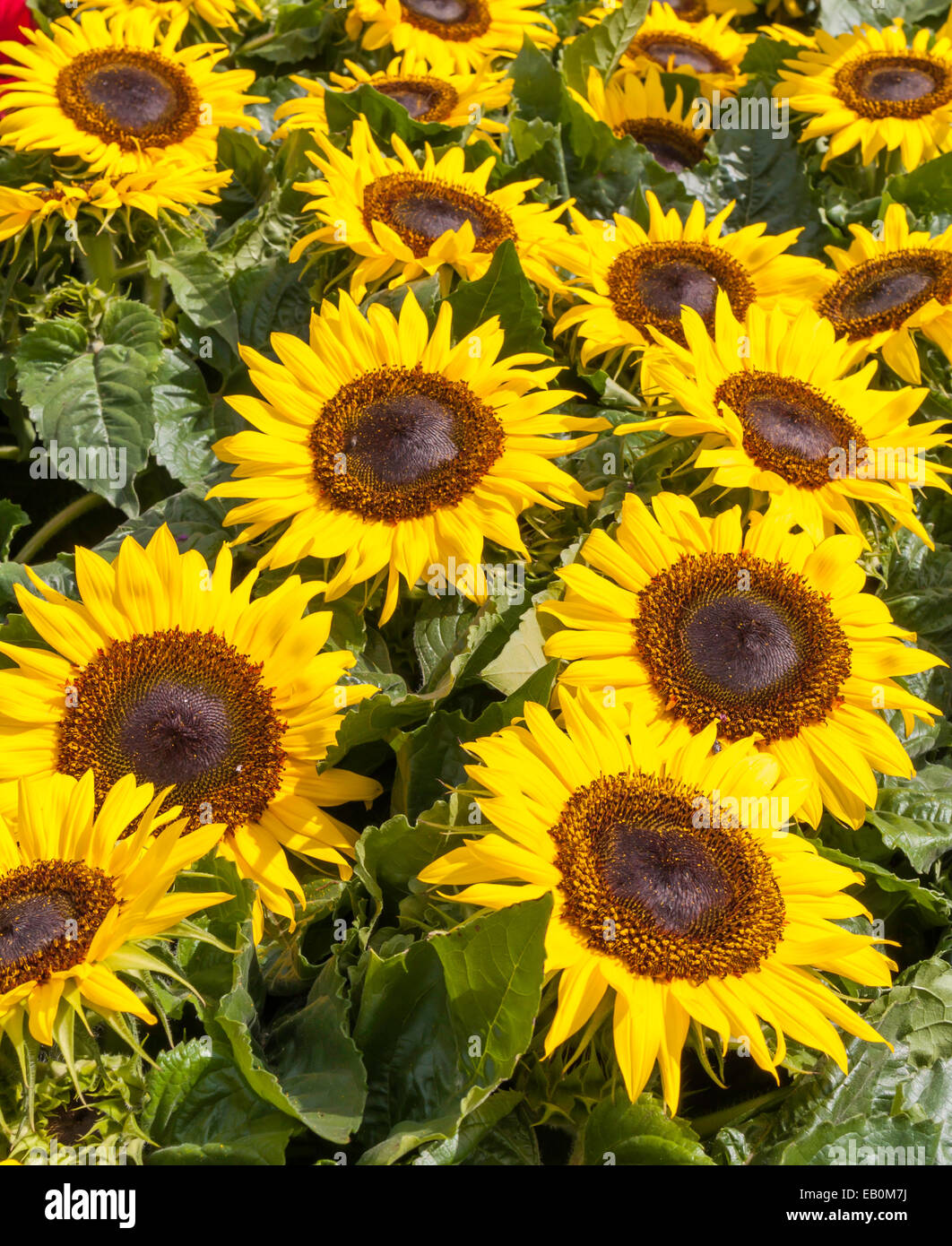 Sonnenblumen Beetpflanzen zum Verkauf an der Gateshead Flower Show 2007 Stockfoto