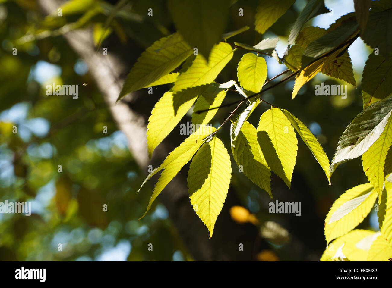 grüne Blätter und Zweig mit Sonnenschein in einem Wald Stockfoto