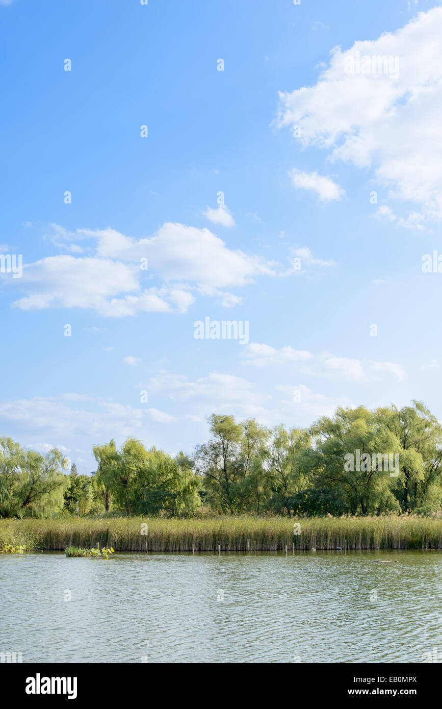 Landschaft des Sees mit Baum und Schilf in sonnigen Tag Stockfoto