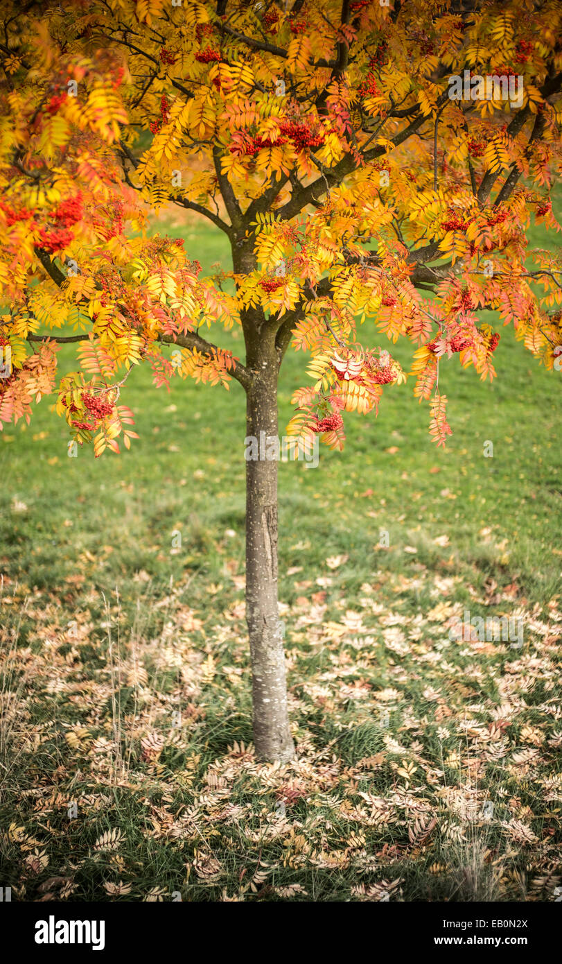 Eberesche im Herbst Stockfoto