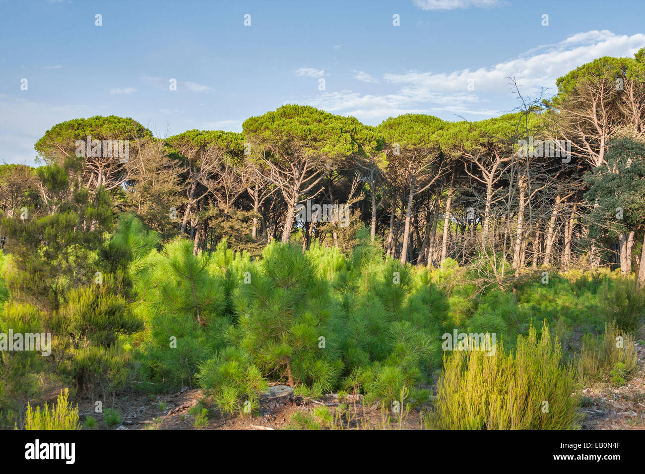 Tuscany Waldlandschaft mit Sonnenschirm Pinien und Triebe junger Bäume, Italien Stockfoto