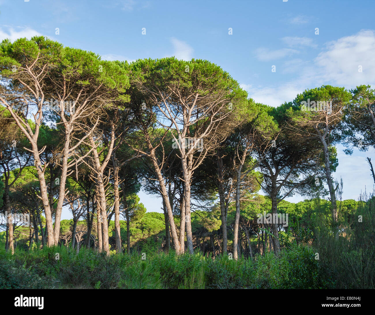 Tuscany Waldlandschaft mit Sonnenschirm Kiefern, Italien Stockfoto