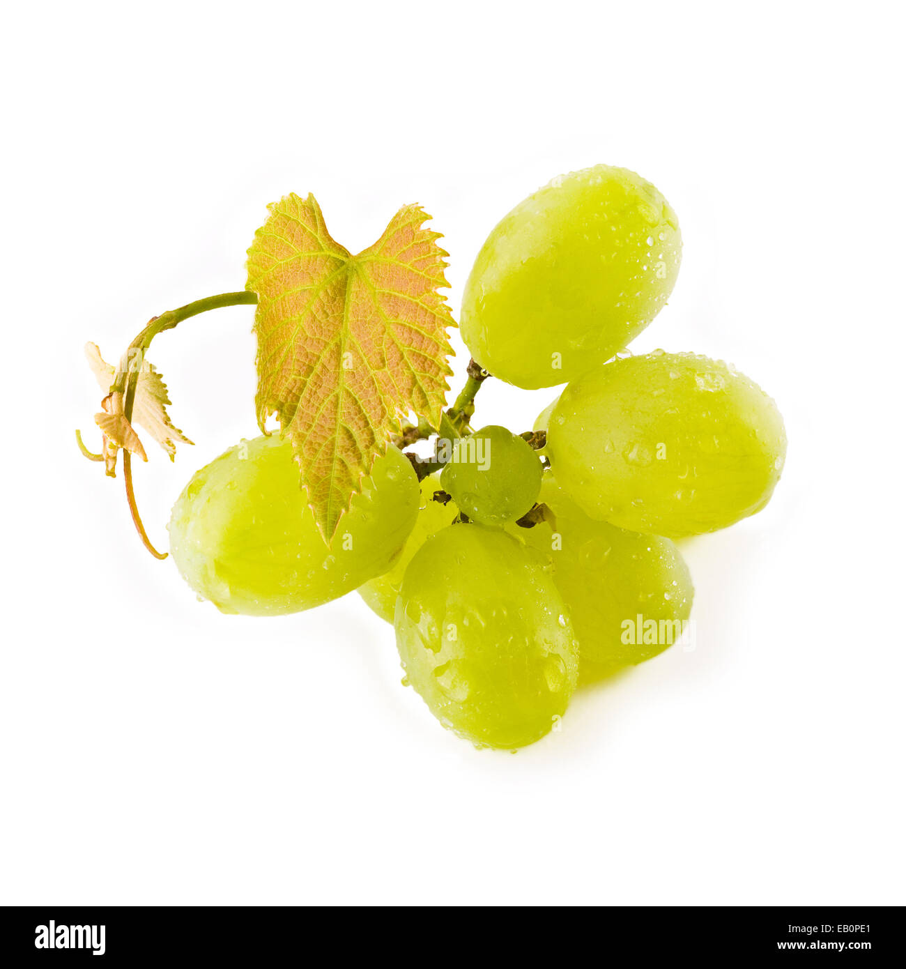 Kleine Gruppe von grünen Trauben isoliert auf weiss Stockfoto