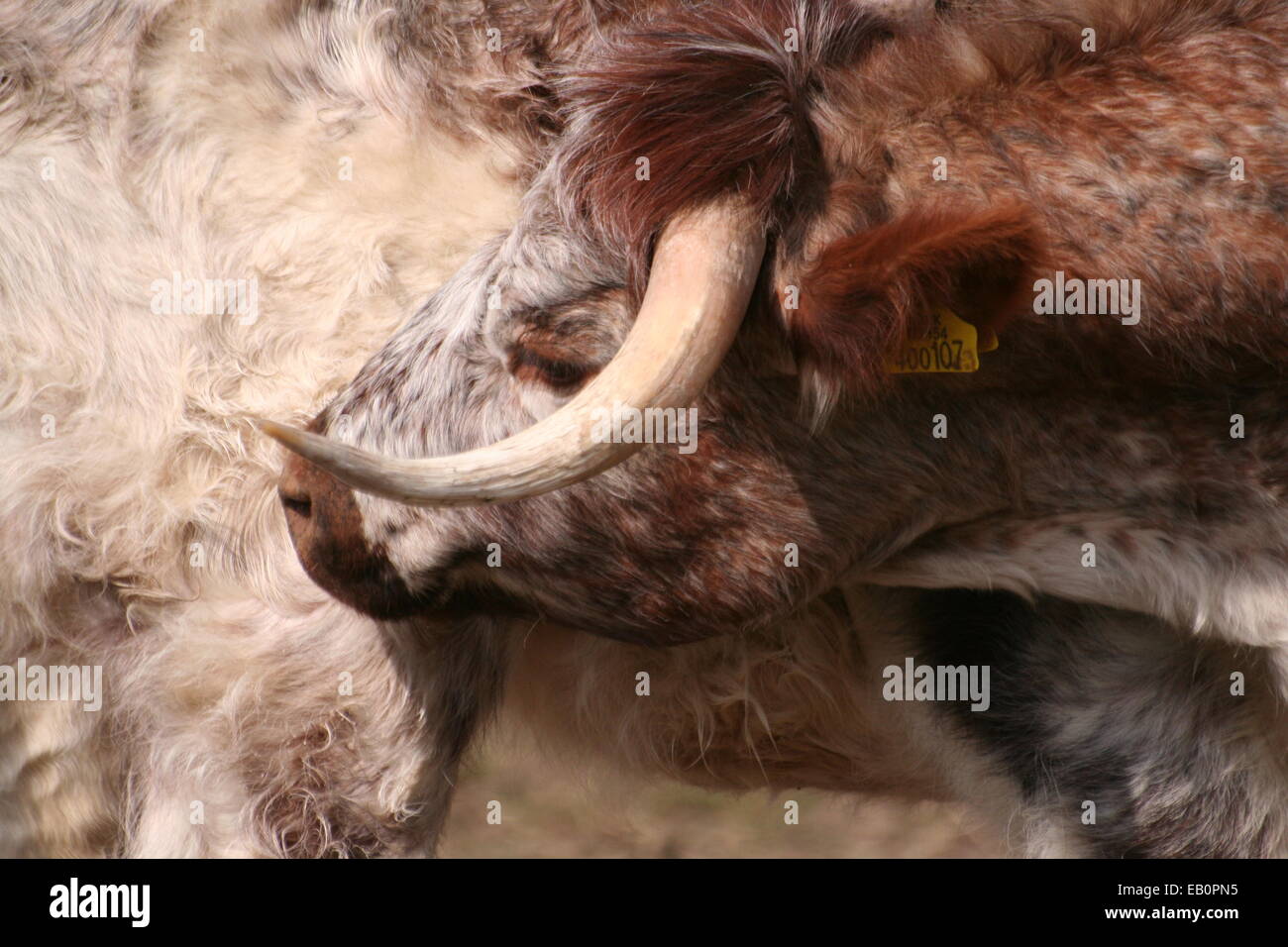 Eine Kuh ist einen Kratzer im Brockholes Naturreservat in der Nähe von Preston genießen. Stockfoto