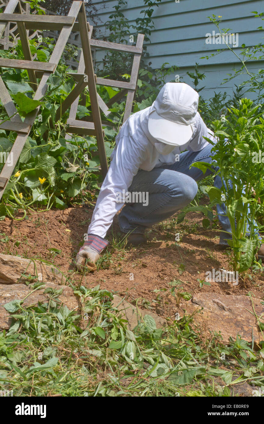 Ein Gärtner, der in Jeans, Jacke und Handschuhe angezogen, zieht das Unkraut in einem sonnigen, Sommer Gemüsegarten Stockfoto