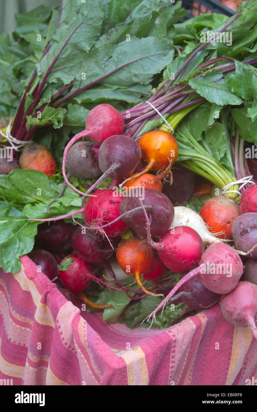 Nahaufnahme von bunten frisch gepflückt, rohe, Bio, Garten Rüben zum Verkauf auf einem Bauernmarkt Stockfoto