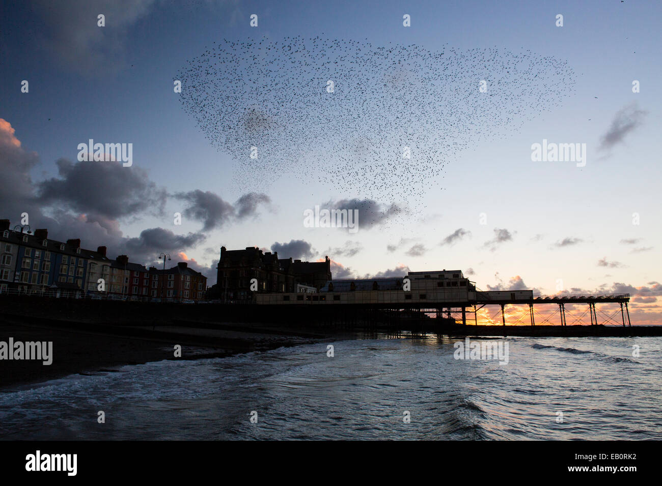 Eine städtische Murmuration Stare bildet Formen über den Pier und die Stadt von Aberystwyth an der Westküste von mid Wales. Stockfoto