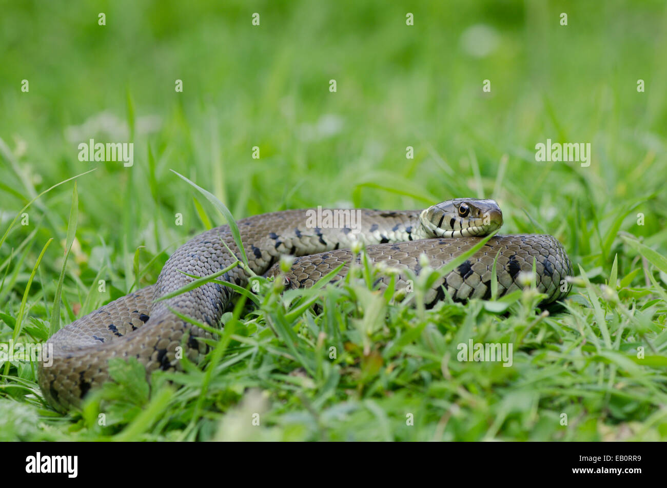 Ringelnatter [Natrix Natrix] aufgewickelt und ausruhen. Sussex, UK. Stockfoto