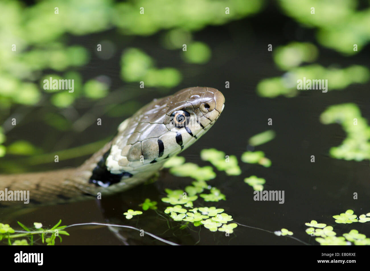 Ringelnatter [Natrix Natrix] im Teichwasser Stockfoto