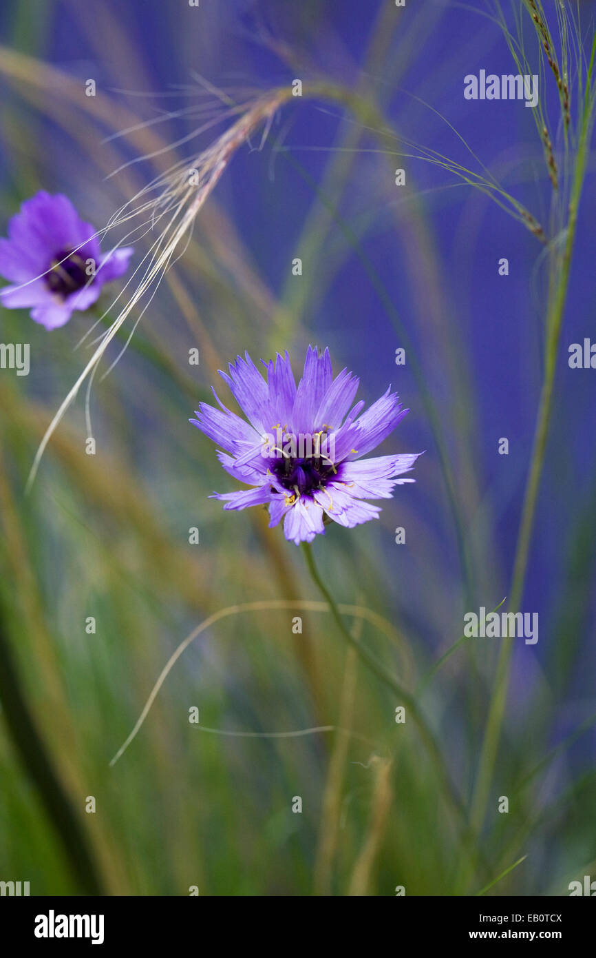 Catananche Caerulea. Amoretten dart Blume wächst vor einer blauen Wand. Stockfoto