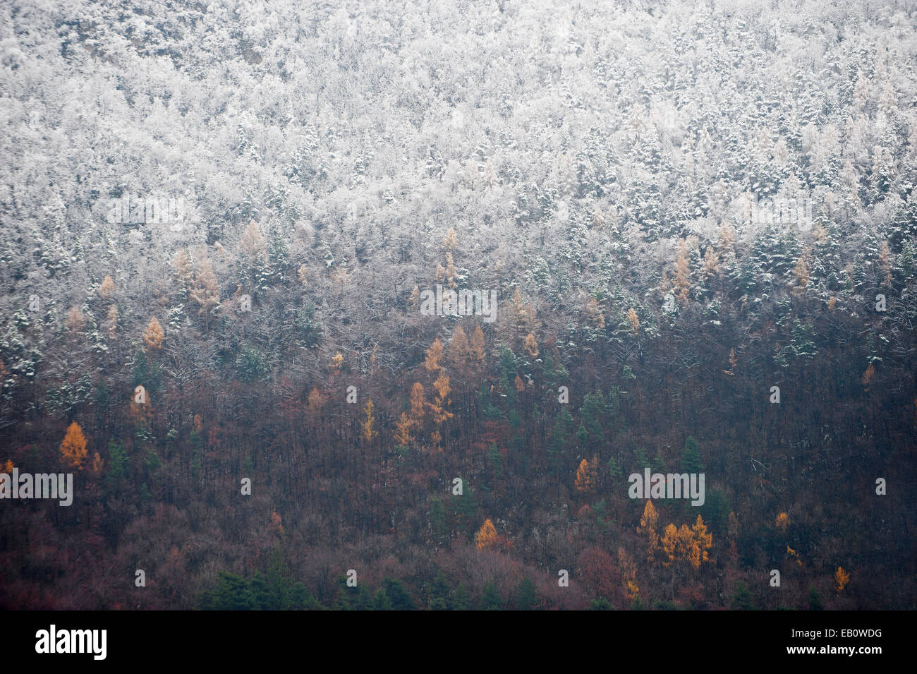 Späten Herbst Szene mit Teil eines Waldes mit frischem Schnee bedeckt Stockfoto