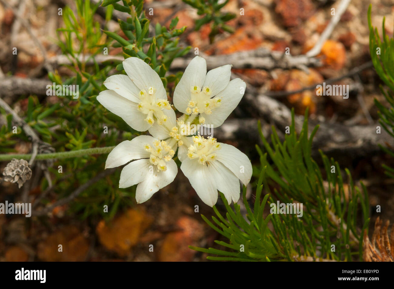 Xanthosia Rotundifolia, Kreuz des Südens in Lesueur NP, WA, Australien Stockfoto
