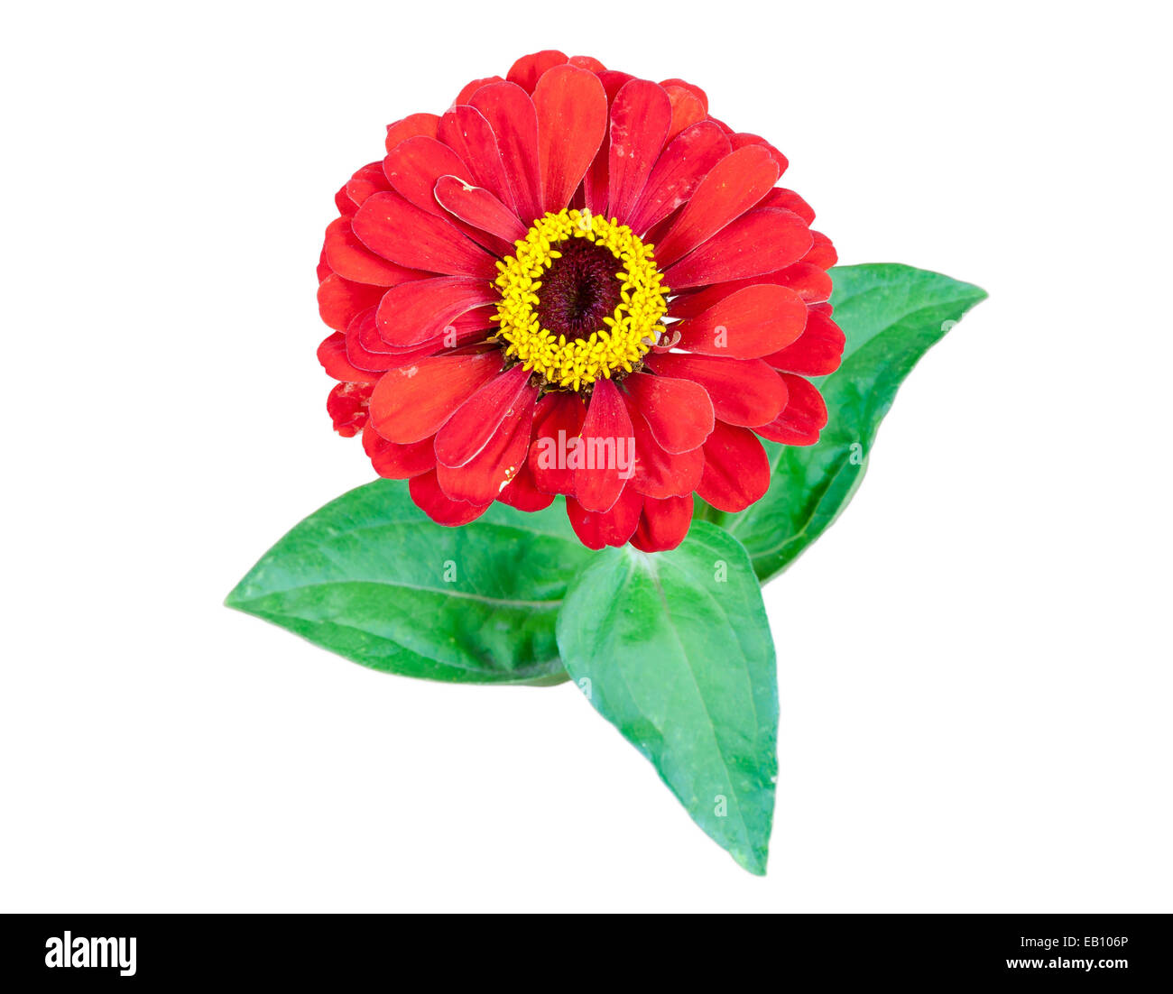 Rote Gerbera Blume mit verlässt isolierten auf weißen Hintergrund mit Beschneidungspfad Stockfoto