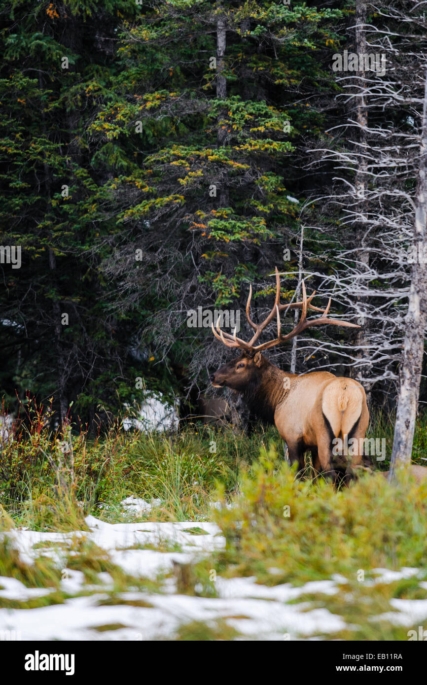 Wilden Antlered Stier Elch während der Brunftzeit Saison, Banff Nationalpark Alberta Kanada Stockfoto