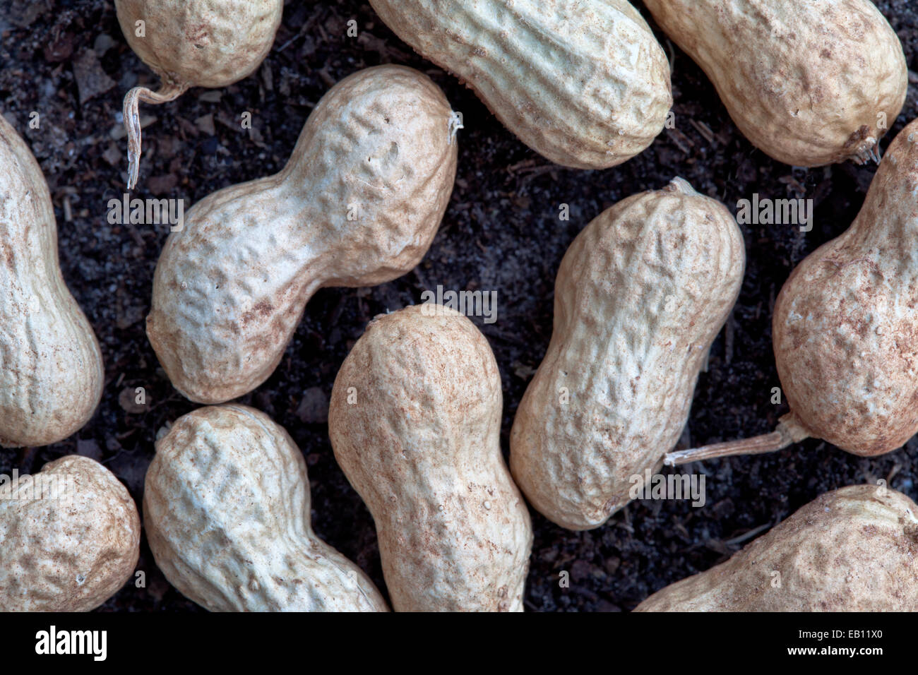 Nahaufnahme der geernteten Erdnüsse "Spanisch". Stockfoto