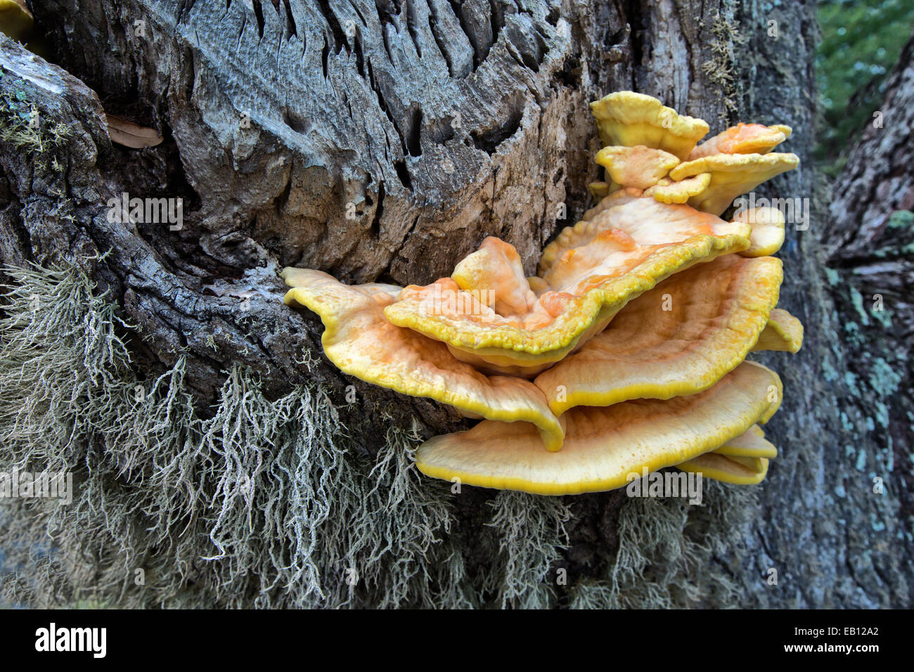 Schwefel Shelf Conk, Coastal Live Oak. Stockfoto