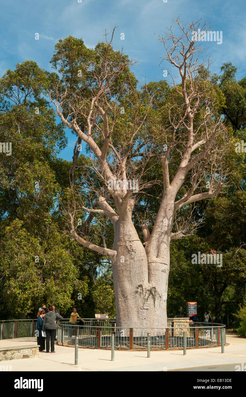 Boab Baum im Kings Park, Perth, WA, Australien Stockfoto
