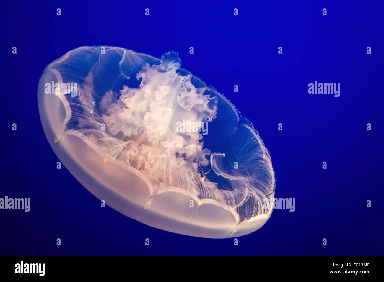 Einer einzigen Mond Qualle gleitet durch das Wasser im Monterey Bay Aquarium am Cannery Row in Monterey, Kalifornien, USA. Stockfoto