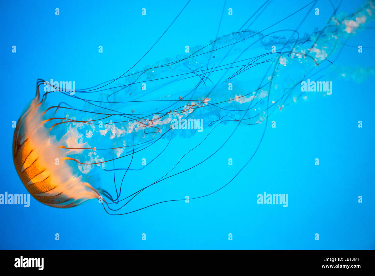 Einer einzigen gestreiften Qualle gleitet durch das Wasser im Monterey Bay Aquarium am Cannery Row in Monterey, Kalifornien, USA. Stockfoto
