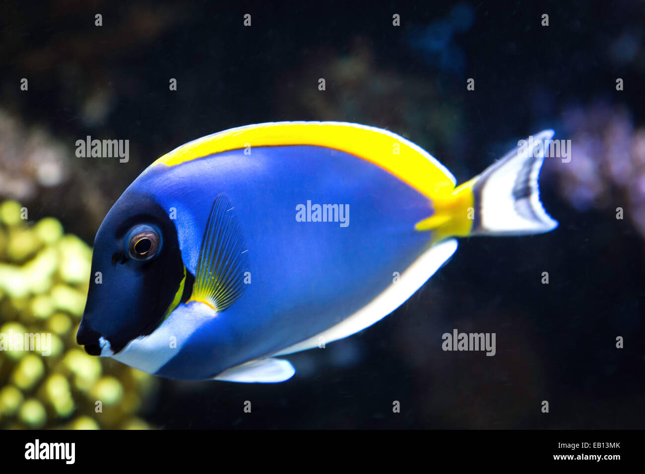 Einen einzelnen Fisch schwimmt durch ein Kelpwald im Monterey Bay Aquarium am Cannery Row in Monterey, Kalifornien, USA. Stockfoto