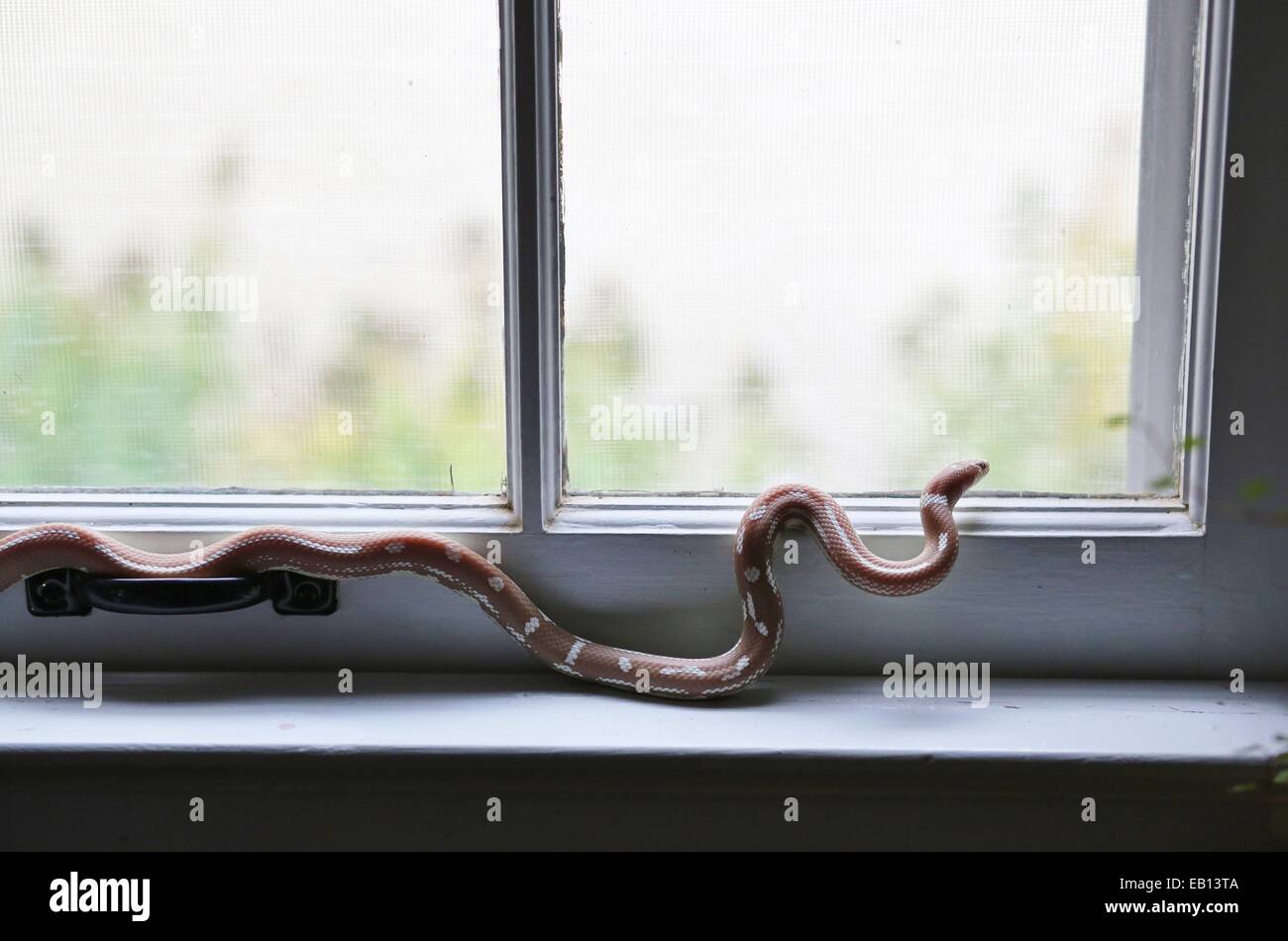 Eine Schlange, Klettern auf einem Fensterbrett in einem Haus. Stockfoto