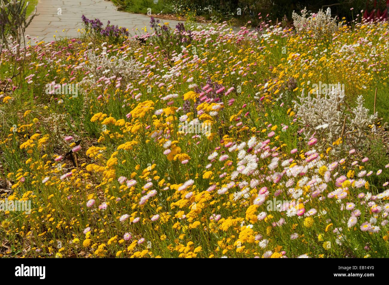 Wildblumen Anzeige im Kings Park, Perth, WA, Australien Stockfoto