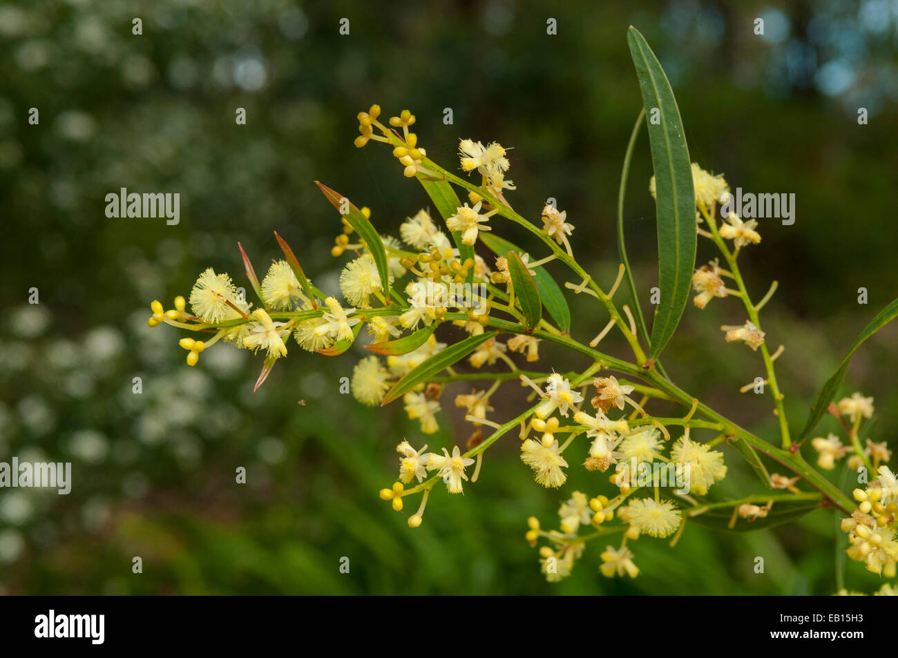 Acacia Willdenowiana, Grass-Flechtwerk in Augusta, WA, Australien Stockfoto