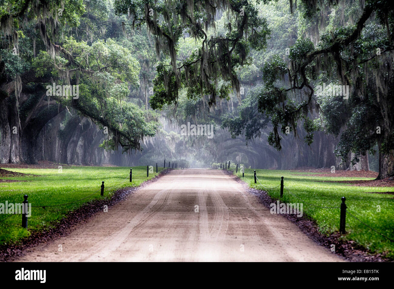 Eichen, die Verzweigung über eine Landstraße, Avenue of Oaks, Boone Hall Plantage, Mt angenehm, Südcarolina Stockfoto