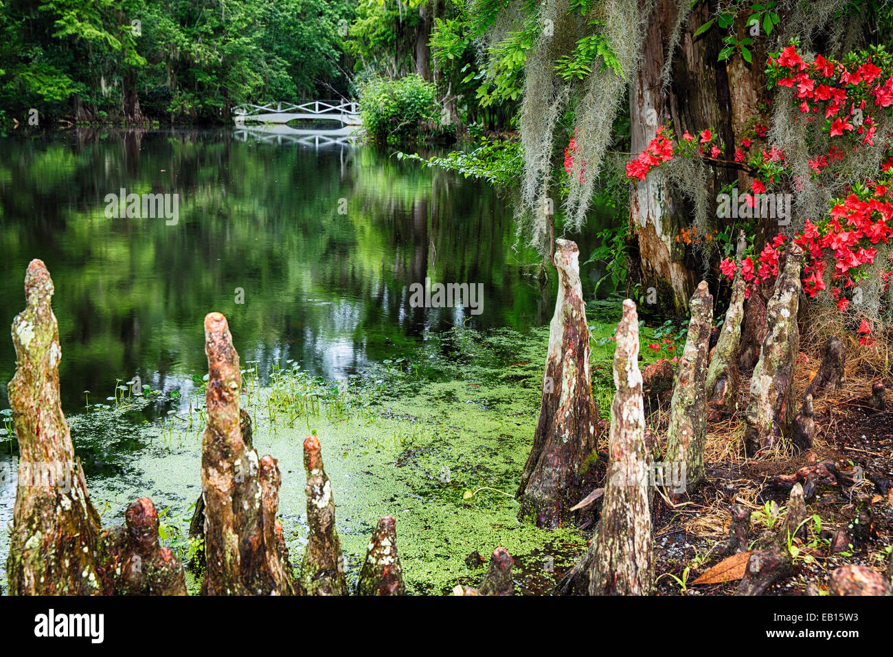 Sumpf-Zypresse Wurzeln an einem Teich mit einer weißen Steg, Magnolia Plantation, Charleston, South Carolina Stockfoto