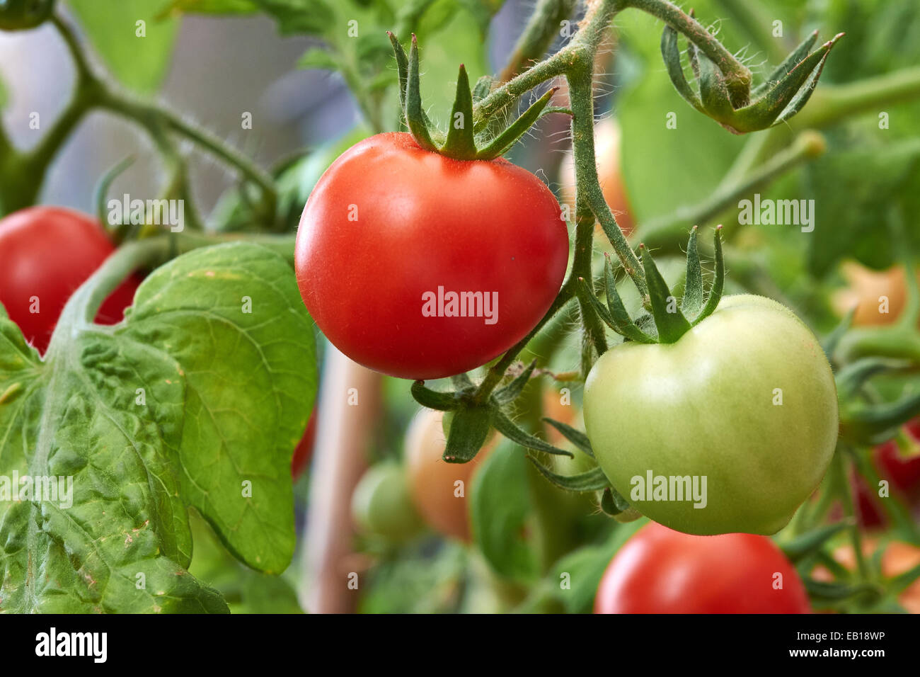Reife frische Tomaten auf die Rebe wächst. Stockfoto