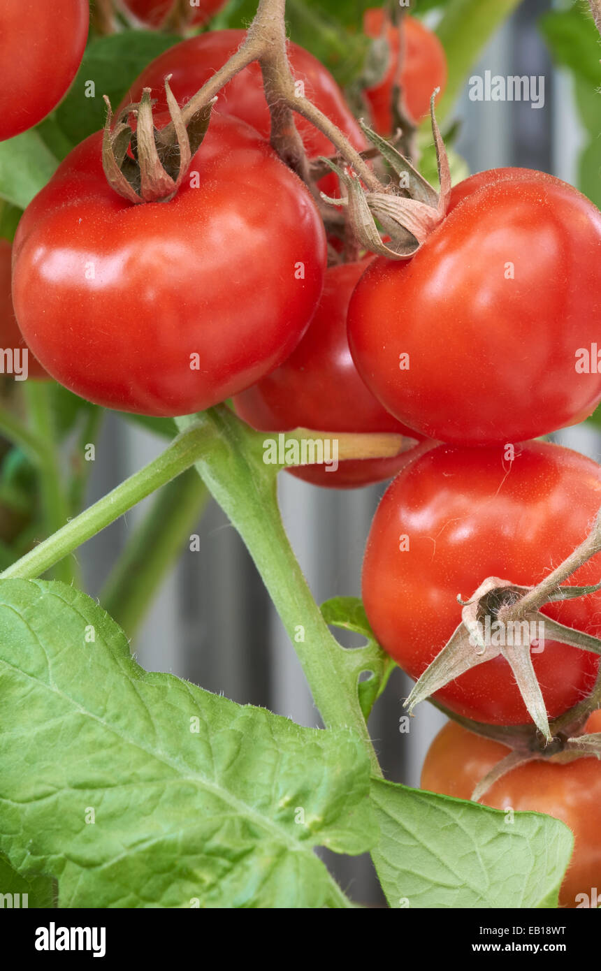 Reife frische Tomaten auf die Rebe wächst. Stockfoto