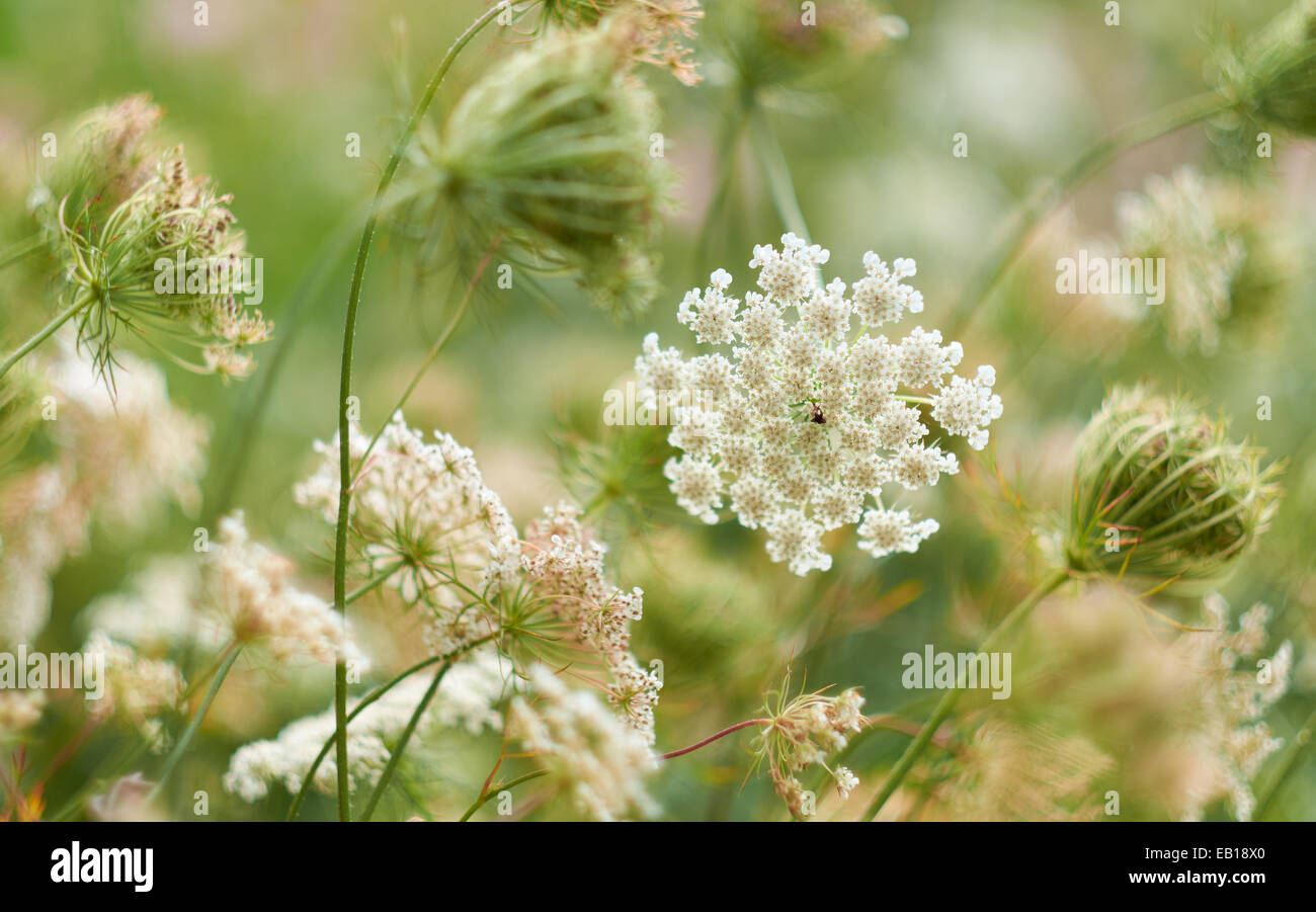 Anthriscus Sylvestris, auch bekannt als Kuh Petersilie in einer englischen Wiese im Sommer. Stockfoto