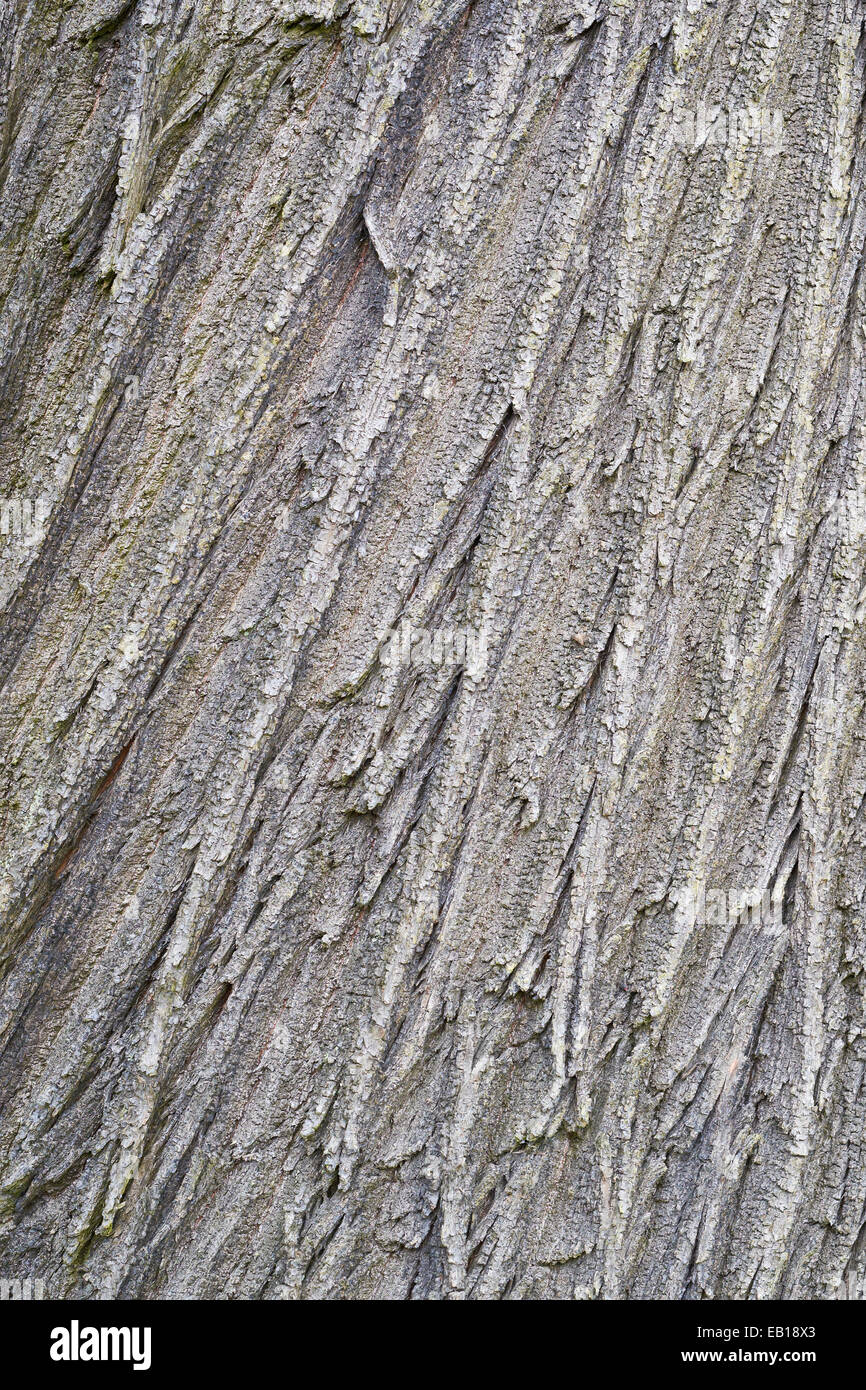 Eine Nahaufnahme von verwitterten Baumrinden, Textur. Stockfoto