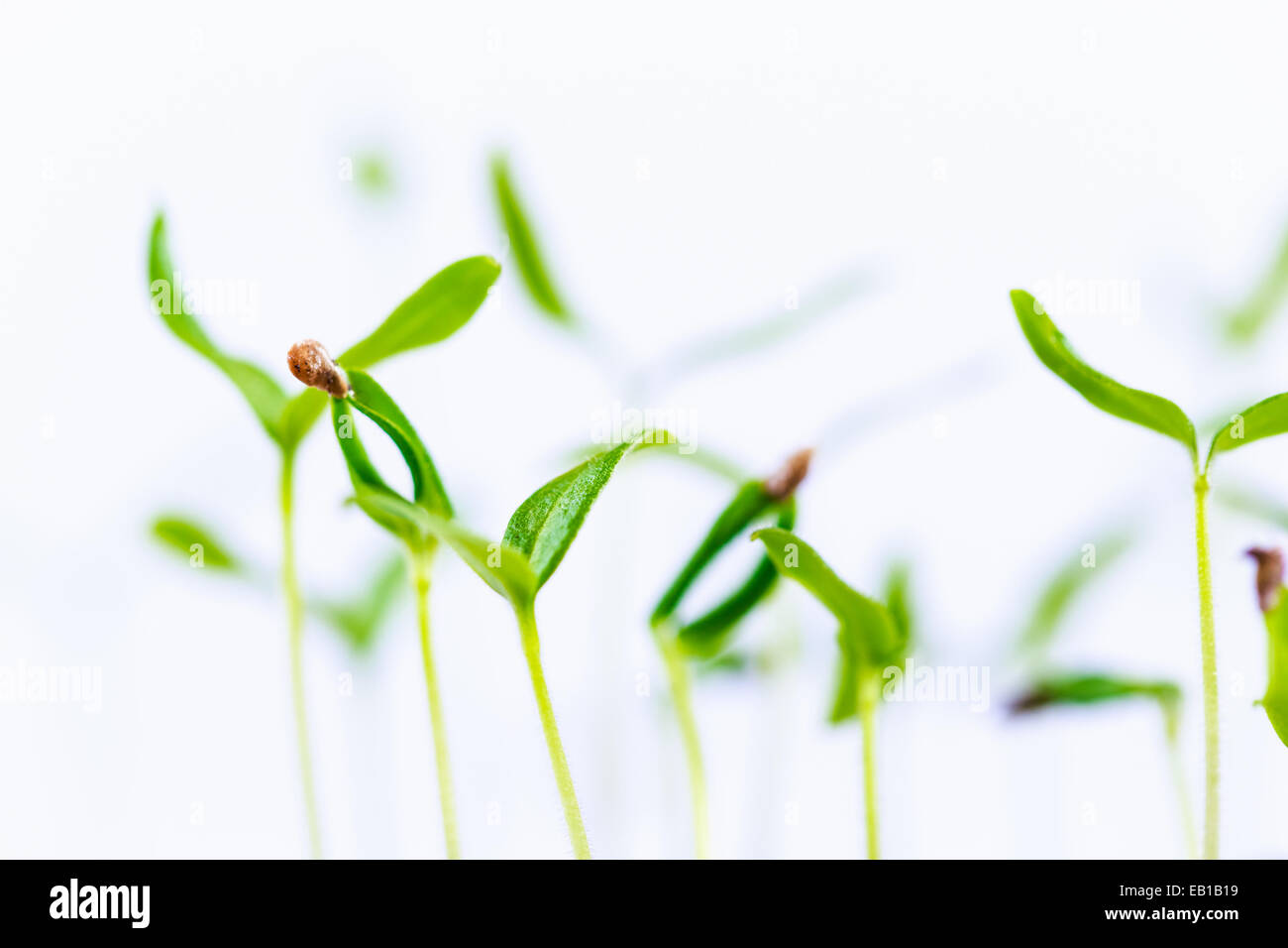 Grüne Spross wächst aus Samen, Isolated On White Background. Frühling-Symbol, Konzept des neuen Lebens Stockfoto
